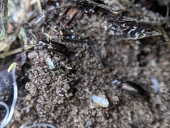 Syntomus foveatus