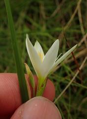 Hesperantha lactea