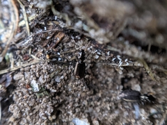 Syntomus foveatus
