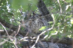 Bubo virginianus