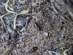 Syntomus foveatus