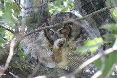 Bubo virginianus