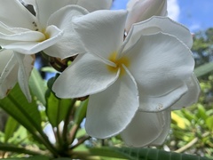 Plumeria rubra