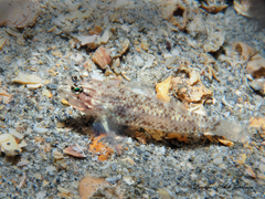 Coryphopterus dicrus