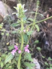 Stachys grandidentata