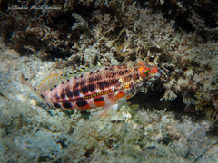 Serranus baldwini