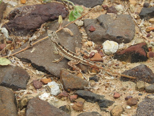Spiny-headed fan-throated lizard, Sitana spinaecephalus