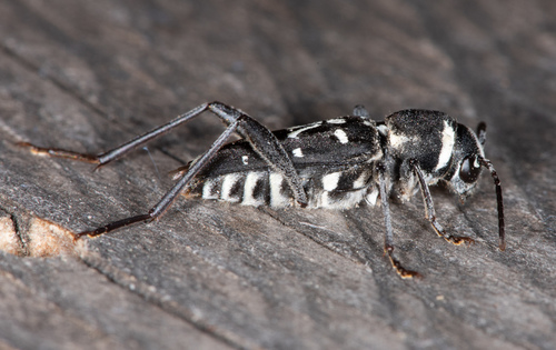 Spruce Zebra Beetle