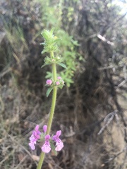 Stachys grandidentata
