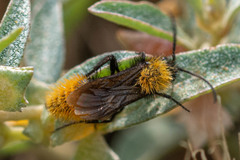 Dasymutilla coccineohirta