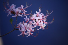 Rhododendron periclymenoides