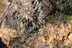 Protea amplexicaulis