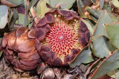 Protea amplexicaulis