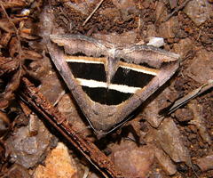 Grammodes bifasciata