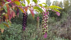 Phytolacca americana