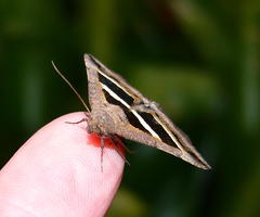 Grammodes bifasciata