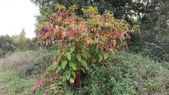 Phytolacca americana
