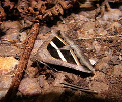 Grammodes bifasciata