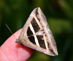Grammodes bifasciata