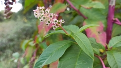 Phytolacca americana
