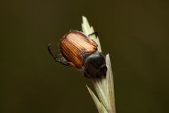 Anisoplia