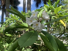 Plumeria rubra