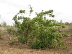 Combretum mossambicense