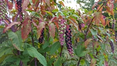 Phytolacca americana