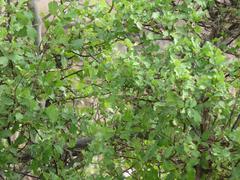 Combretum mossambicense