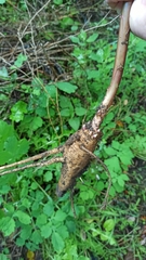 Phytolacca americana