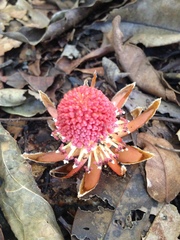 Langsdorffia hypogaea