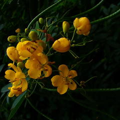 Senna corymbosa