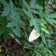 Senna corymbosa