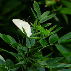Senna corymbosa