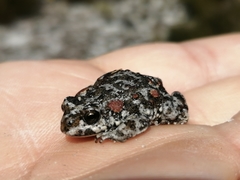 Capensibufo tradouwi