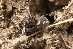 Nurscia albomaculata