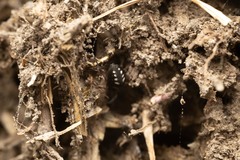 Nurscia albomaculata