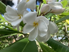 Plumeria rubra