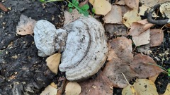 Fomes fomentarius