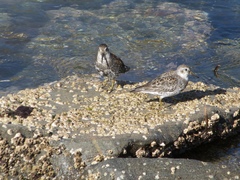 Calidris ptilocnemis