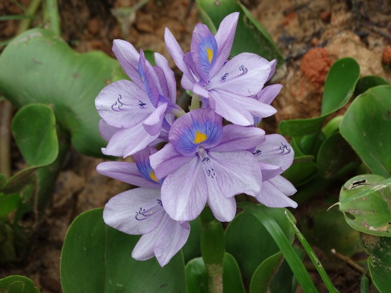 Lirios Acuáticos Y Parientes (Familia Pontederiaceae) · NaturaLista Mexico