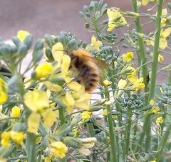 Bombus pascuorum