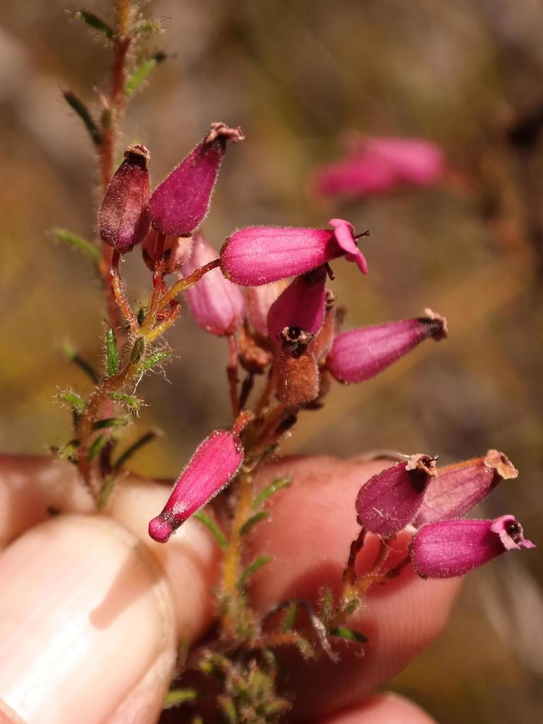 Glue Heath