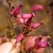 Erica glutinosa - Photo (c) Nick Helme, algunos derechos reservados (CC BY-SA), subido por Nick Helme