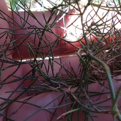 Asparagus palaestinus