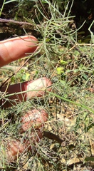 Asparagus palaestinus