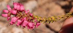 Erica lateralis