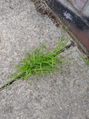 Poa annua