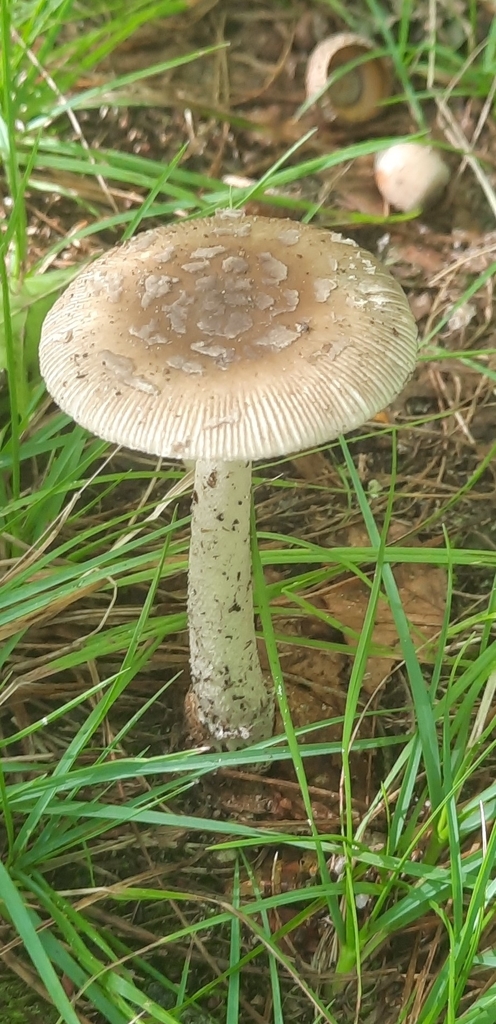 Shaggy Legged Ringless Amanita