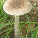 Shaggy Legged Ringless Amanita - Photo (c) Roxanne Bogart, some rights reserved (CC BY-NC), uploaded by Roxanne Bogart